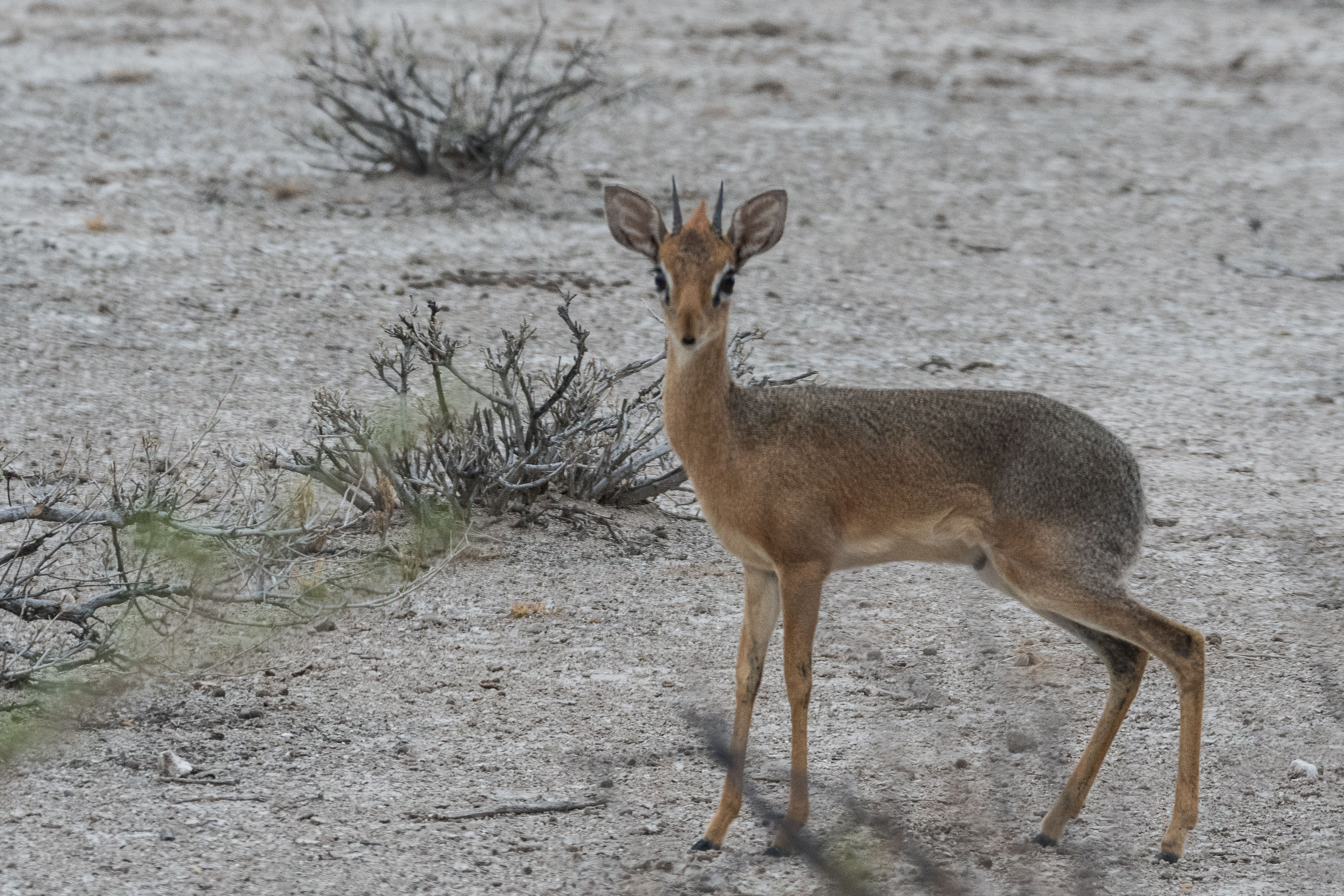 Dik Dik de Kirk (Damara Dik Dik, Madoqua kirkii), mâle adulte, Réserve privée d'Onguma, Etosha, Namibie.